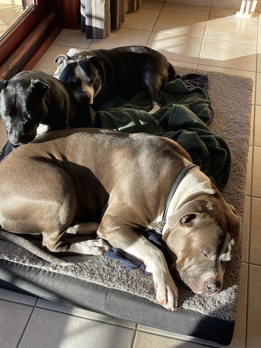 Dannycmoi's tweet photo. @VIG_Arantxa 3 honden 😉 https://t.co/o7NE4YVARu