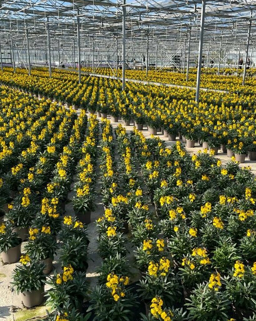 Farplants's tweet photo. What a sight and fragrance! Erysimum Walberton’s Fragrant Sunshine. Bred by David Tristram for its mound forming habit, dark green foliage that contrasts with sweetly scented bright yellow flowers with an exceptionally long flowering period. 
#tristrampl… https://t.co/gREjXrNSiL https://t.co/J9oN1PHpDF