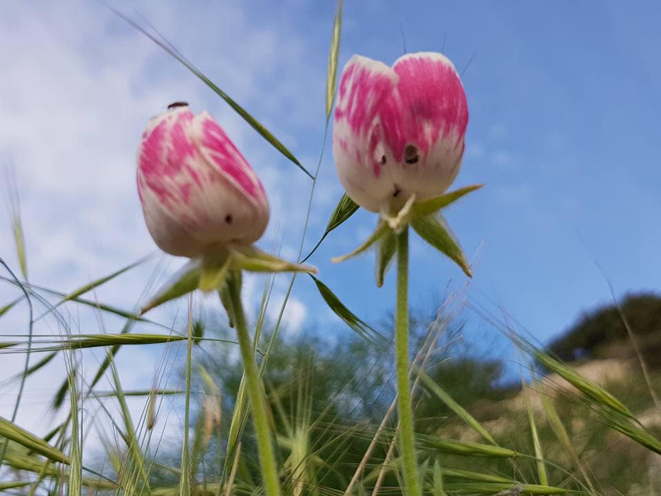 Blueyonetwo's tweet photo. Close encounter with 2 #Cypriot tulips/ Attribution : Cypriot Memories - The Hallouminati (FB group)/ Iki #Kibris lalesine yakindan bakis/ Birkac yil once cekilmis bir resim/Bu aylardda sanirim Lale festivali var #Kormacit yakinlarinda/ https://t.co/zRNJnujgiY