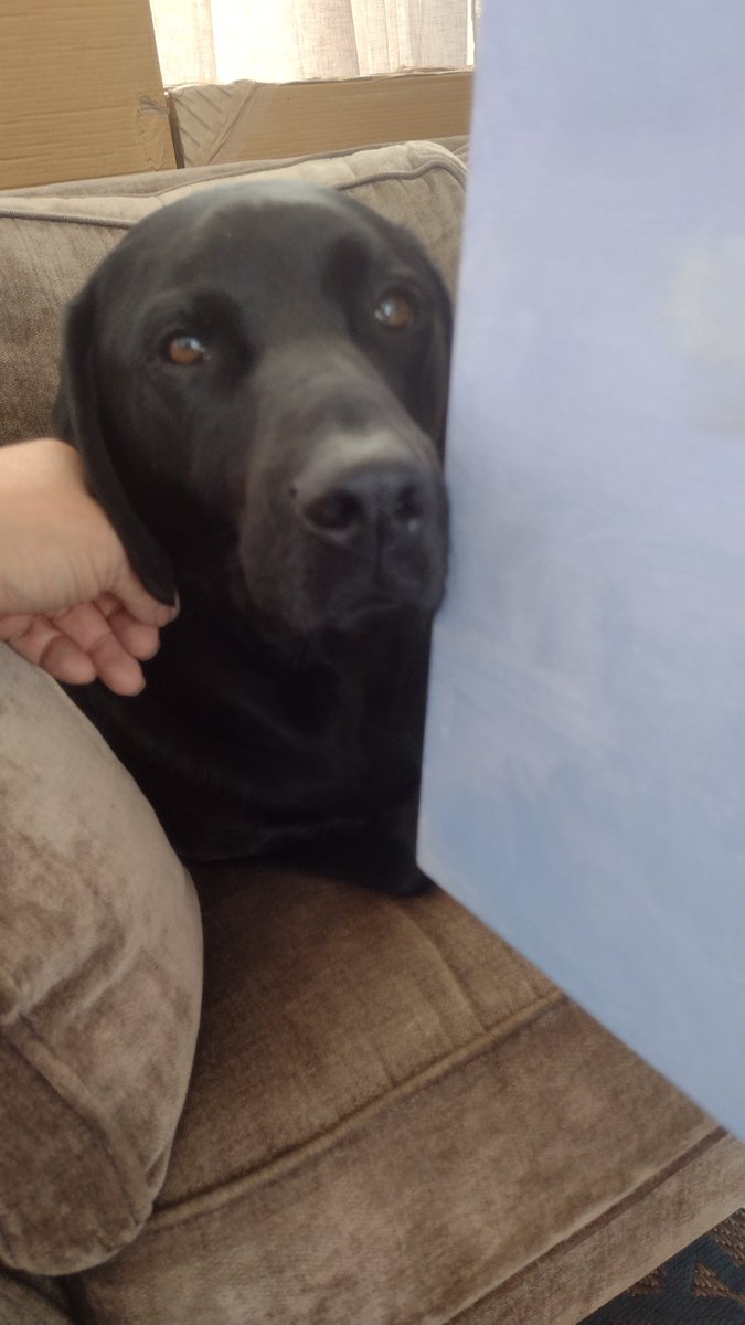 D_M_Fairbairn's tweet image. #pupsupport #doodledog