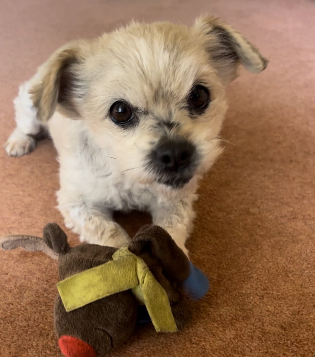 NickieSault's tweet image. I’m completely in love! My little cutie on the 3 week anniversary of her joining me &amp;amp; Stan 😍🥰🐾❤️ #MissySault #LittleMissSault #InternationalDogRescue #RomanianRescue ⁦@interdogrescue⁩