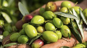 #PNRR <a href="/ItaliaDomaniGov/">Italia Domani</a> Obiettivo della misura è rafforzare la competitività del sistema alimentare, ammodernare strutture di trasformazione dell'olio extravergine di oliva, migliorare qualità del prodotto e la sostenibilità del processo produttivo t.me/MIPAAF/678