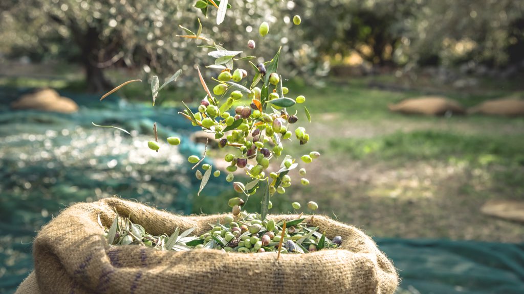 #PNRR <a href="/ItaliaDomaniGov/">Italia Domani</a> favorire l'ammodernamento dei frantoi esistenti attraverso l'introduzione di macchinari e tecnologie che migliorino le prestazioni ambientali dell'attività di estrazione dell'olio extravergine di oliva t.me/MIPAAF/678