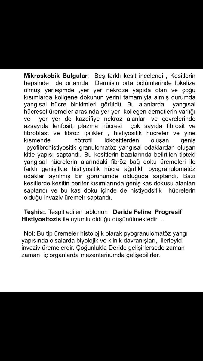 aysun6676's tweet photo. ‼️6 ay önce kanser teşhisi konulan bu kedimizin önce sırtında tümör çıktı sonra gözüne sıçradı operasyonla ikisde alındı fakat sürekli veterinere gidip testleri yapılması ve kanser tedavisi için veterinerde satılan ilacı alması gerekiyor bunun için acilen 1.200 TL ihtiyaç var🙏‼️ https://t.co/7oTtK89WTK