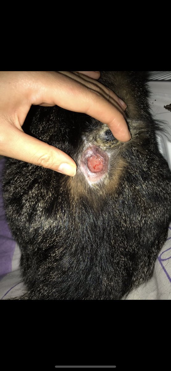 ‼️6 ay önce kanser teşhisi konulan bu kedimizin önce sırtında tümör çıktı sonra gözüne sıçradı operasyonla ikisde alındı fakat sürekli veterinere gidip testleri yapılması ve kanser tedavisi için veterinerde satılan ilacı alması gerekiyor bunun için acilen 1.200 TL ihtiyaç var🙏‼️