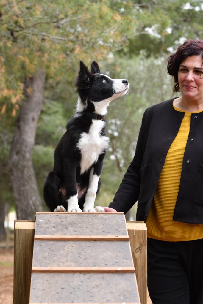 HELENACAYETANO's tweet photo. 🐕🦺🐩🐕 Inca estrena parc per a cans amb elements Agility que ha elaborat l'alumnat fusteria de l'Àrea de Formació i Ocupació.
La instal·lació, situada al parc Europa, compta amb passarel·la, pivots d'eslàlom...
#IncaBenestarAnimal
#IncaFormació
#IncaEstella
#Arthur https://t.co/wD8BydMnRA