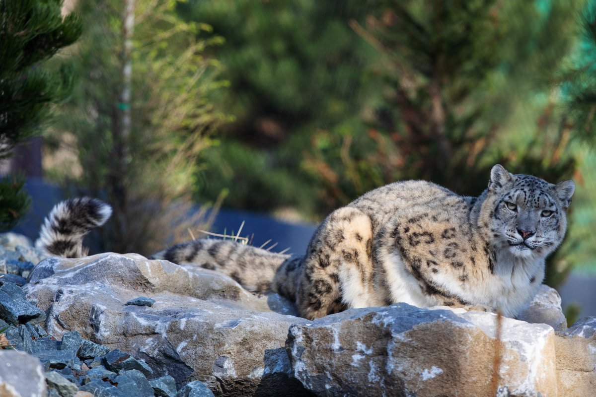 ⛰ Himalayan Hills habitat open ⛰

The Himalayan Hills, Dublin Zoo’s newest habitat is now open to the public! 

Inspired by the natural habitat of red pandas and snow leopards in the wild, the Himalayan mountain range.