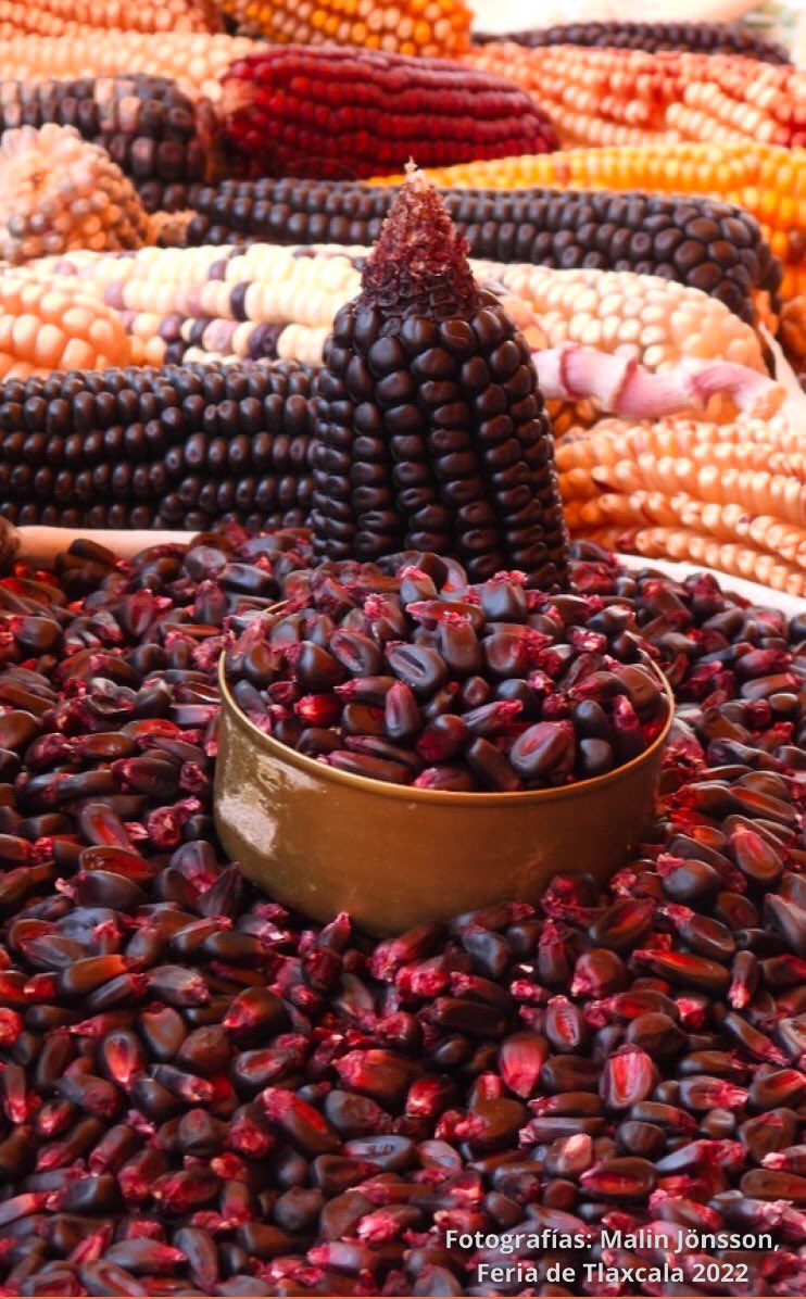 _SemillasdeVida's tweet photo. "Es inminente la continuidad del ejercicio de presión para aprobarla (Reforma a la Ley Federal de Variedades Vegetales), por lo cual es fundamental permanecer difundiendo y discutiendo su contenido." 💪🏾🇲🇽

https://t.co/DApDxNAwN8 https://t.co/Q4LSJYGHv1