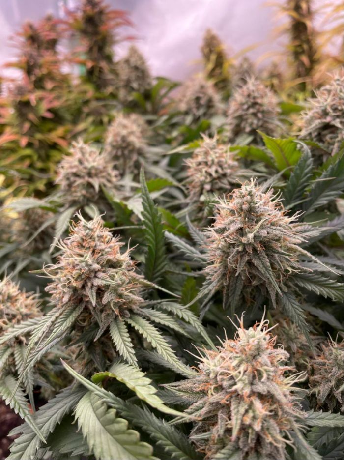 SeedsmanSeeds's tweet photo. 🌱 CREAM AND CHEESE CBD 1:1 🌱 by Ytmjp on Reddit.

#SeedsmanSeeds x #MedMarch https://t.co/ruGknAK2Lf