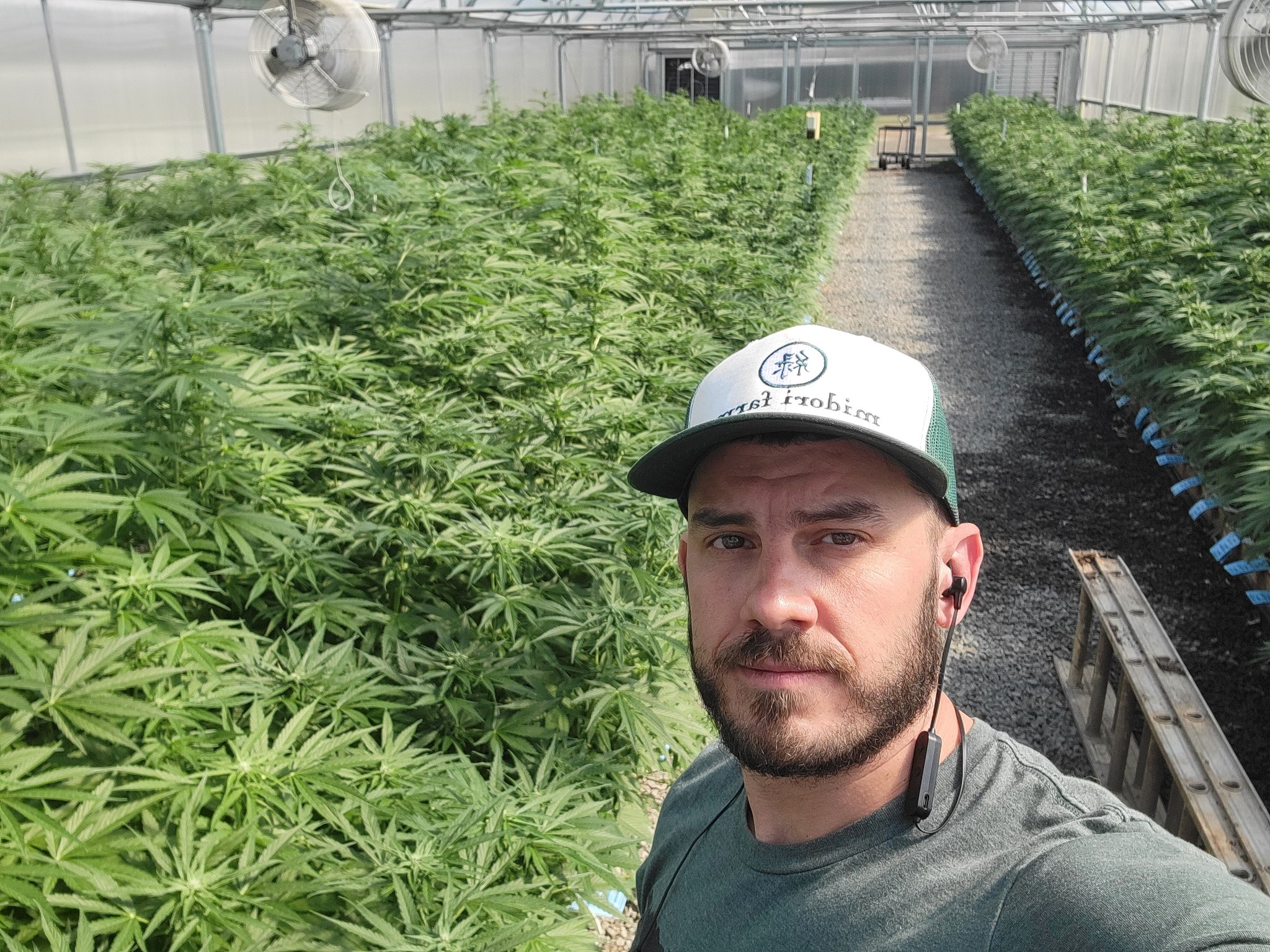 VanderPulaski on Twitter: "🌱🌿🌱🌳🌲🌳🌱🌿🌱 https://t.co/QDUB9wo2L6" / Twitter