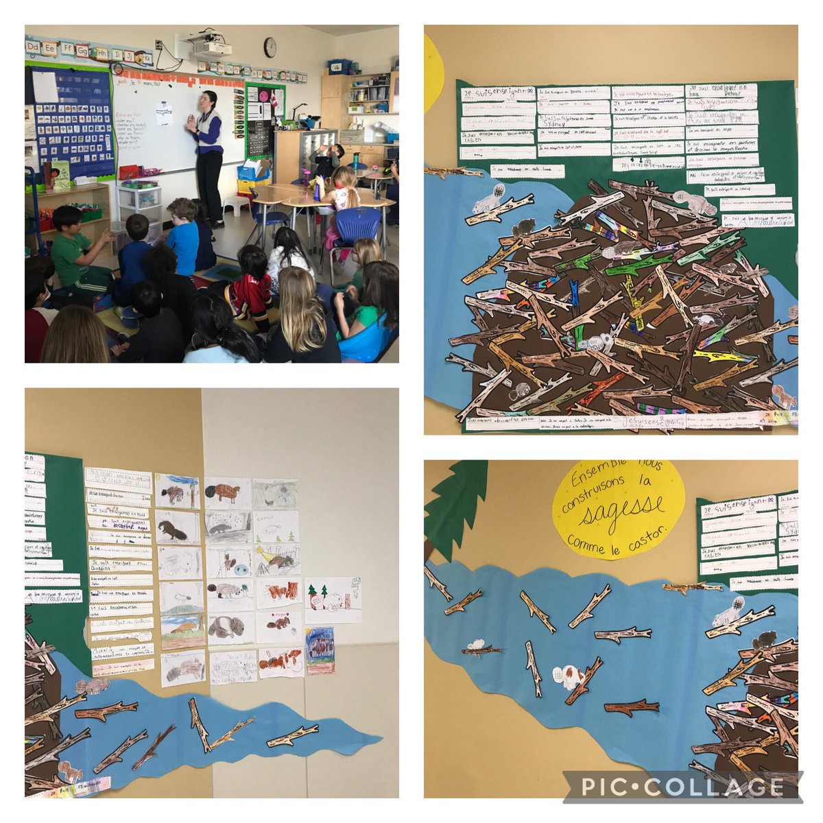 How fun to have the older FI students join us for our first buddy activity in two years. My amazing student teacher, Mme Trosch, did our wisdom lesson this week. With all of our wisdom combined we can build a very strong beaver dam! #rvsed <a href="/rvsed/">Rocky View Schools</a> <a href="/EastLakeRVS/">East Lake School</a> <a href="/MmeSiddall/">Mme Siddall</a>