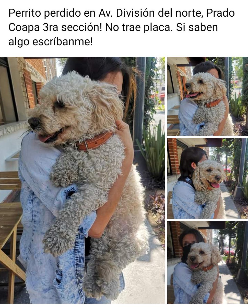 StephhhMichel's tweet photo. Atención Coapa! Ayuden a que regrese a su casa! https://t.co/vqmm1Ep8Tq