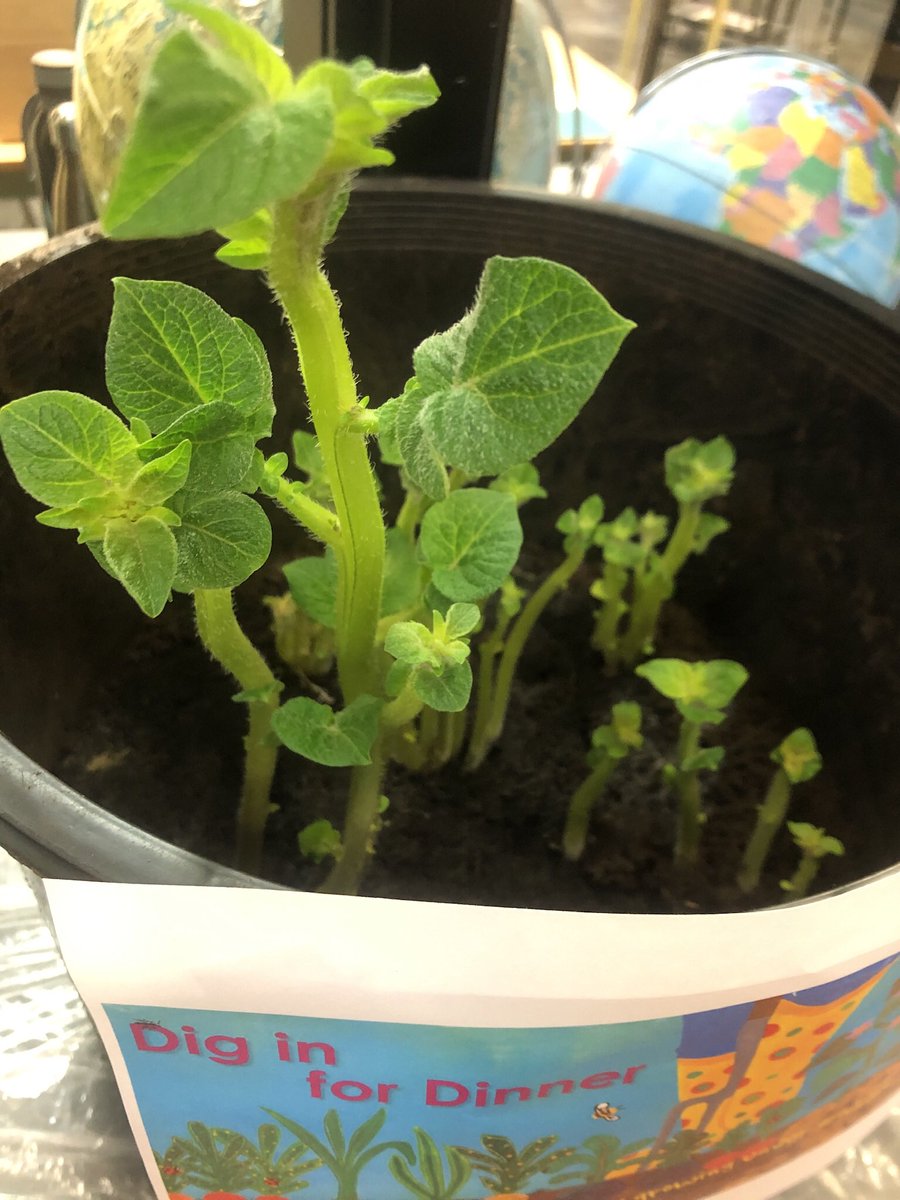 msphillpotts's tweet photo. Potatoes are growing in C Wing @RAMcMath. It’s time to hill up our stalks! #bcaitc #sd38LES #schoolgarden https://t.co/EkukNNUHj7