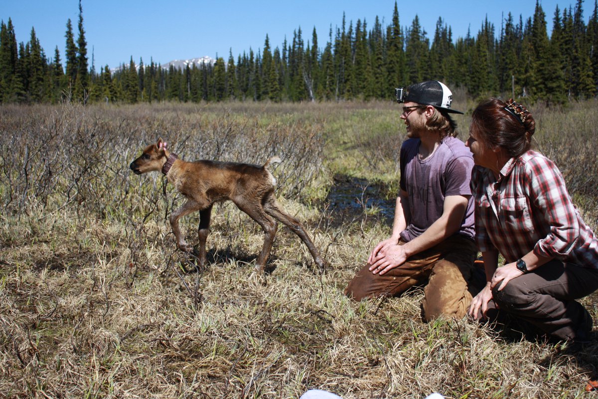 "There's no other place where we've tripled a herd of #caribou in such a short time," said #UBC scientist <a href="/ClaytonTLamb/">Clayton Lamb</a> who worked with two First Nations on the comeback of the Klinse-Za herd.

bit.ly/35yTtbw