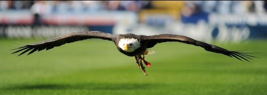 HC15OnTour's tweet photo. Happy birthday to our lovely Kayla @EagleHeightsUK
She would have been 28 years old today
Miss that beautiful girl flying over Selhurst on matchdays
❤💙🦅 #RIPKayla https://t.co/X3mZ5Ungce