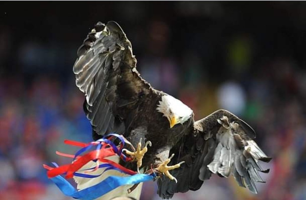 HC15OnTour's tweet photo. Happy birthday to our lovely Kayla @EagleHeightsUK
She would have been 28 years old today
Miss that beautiful girl flying over Selhurst on matchdays
❤💙🦅 #RIPKayla https://t.co/X3mZ5Ungce