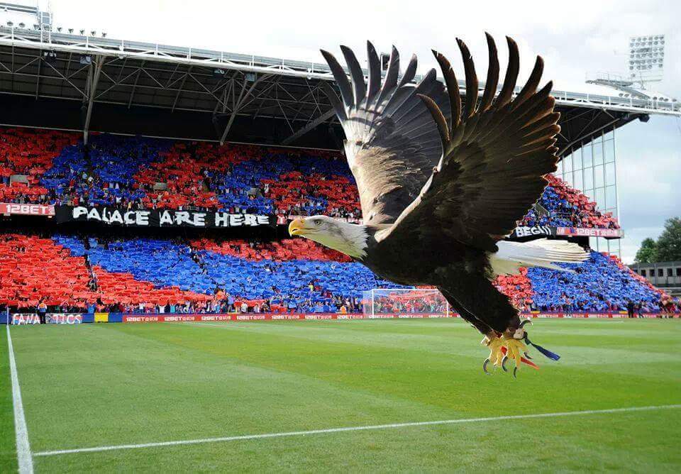 HC15OnTour's tweet photo. Happy birthday to our lovely Kayla @EagleHeightsUK
She would have been 28 years old today
Miss that beautiful girl flying over Selhurst on matchdays
❤💙🦅 #RIPKayla https://t.co/X3mZ5Ungce