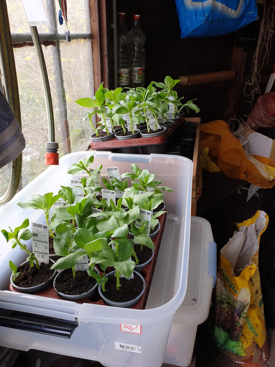 KesterenMarieke's tweet photo. De tuinboonstekjes voor #schooltuin de #zilverdistel zijn vanwege de sneeuw nog even in het tuinhuisje gezet. Bij de leverancier was het wel wat warmer en nu kunnen ze rustig afharden, aclimatiseren en volgende week dus echt de grond in door kk @Leimundo_nl #aprildoetwathijwil https://t.co/G8jxq4VxRR