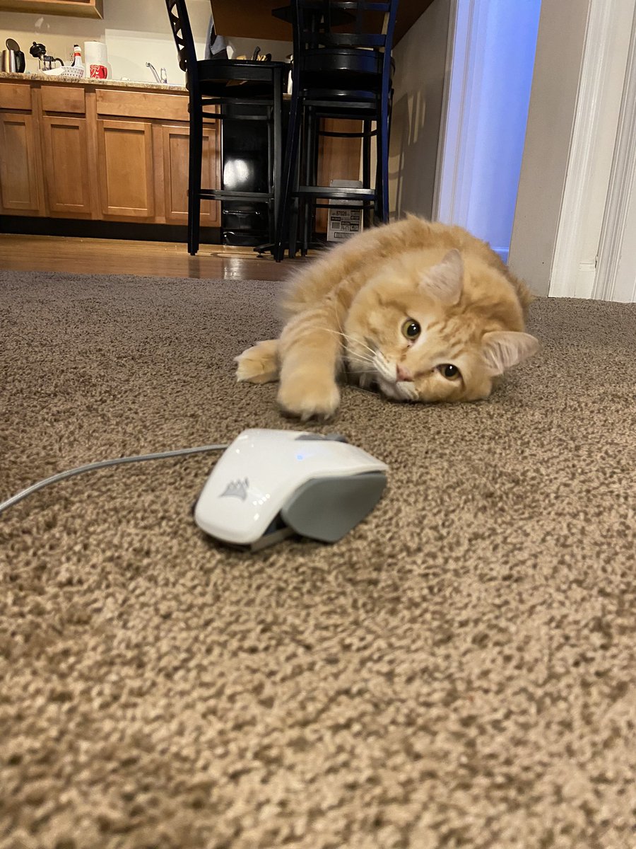 paige_float5's tweet photo. We had a mouse problem in our apartment for a while now but luckily we have Marvin🐭#corsair #cat https://t.co/8QQNjCAbTD