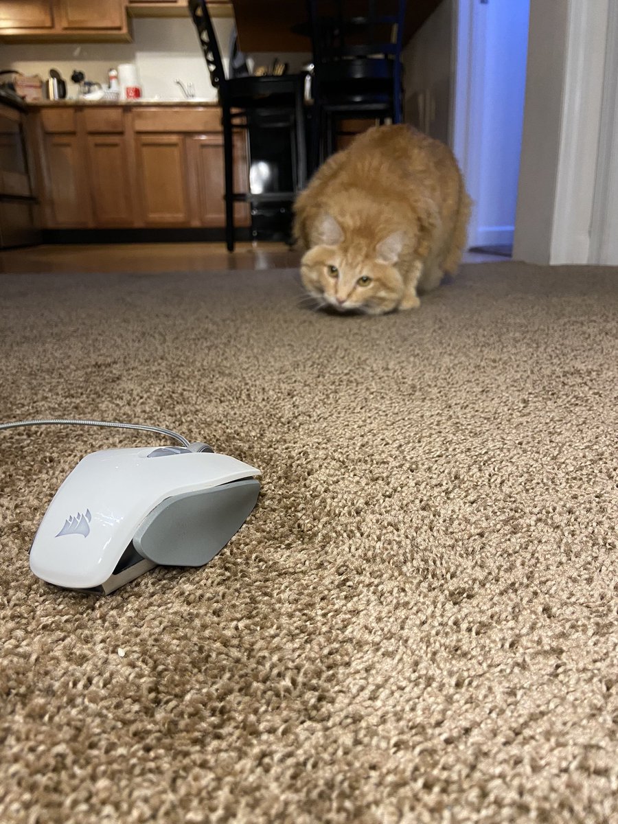 paige_float5's tweet photo. We had a mouse problem in our apartment for a while now but luckily we have Marvin🐭#corsair #cat https://t.co/8QQNjCAbTD