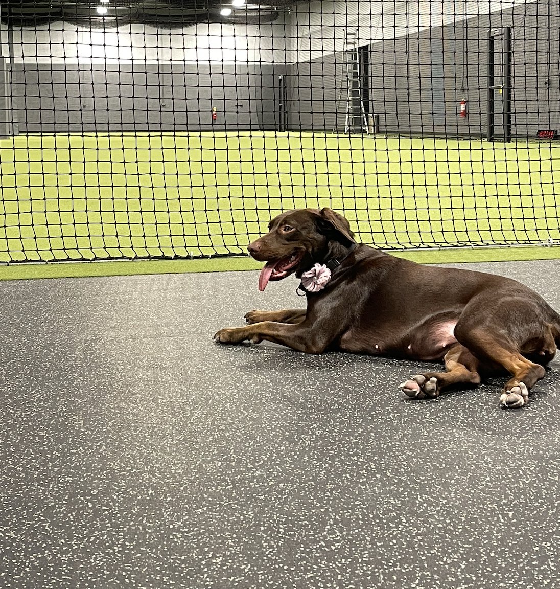 TreadAthletics's tweet photo. We're hiring!🚨

Position: Facility Dog Walker
Location: Charlotte, NC
Starting salary: $48k + Benefits
Benefits: Healthcare, Vision, Dental + 401(k) matching
Status: Full Time
Start: ASAP

Know anyone working in baseball who should see this? 

Tag them &amp; RT this! Details⬇️ https://t.co/HhkcBq9Bii