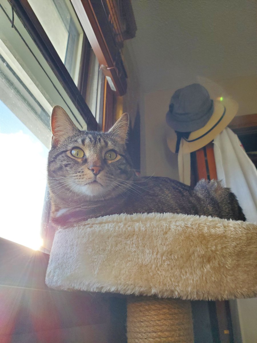 shauna_design's tweet photo. I have such a handsome kitty 🥰
.
.
#BestCat #CuteCats #AleAlejandro https://t.co/mvYxojyvQM