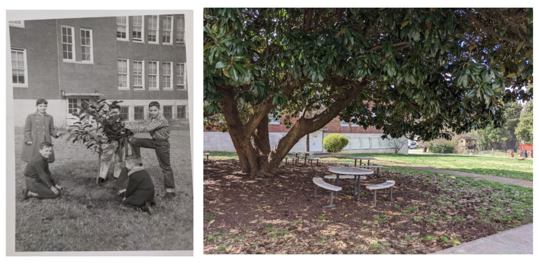 "I almost cried because it made me so happy!" said a kindergarten student today during our Then and Now lesson about some Sylvan Park students who planted a little magnolia tree in 1958. Because of them, our entire community gets to enjoy today!