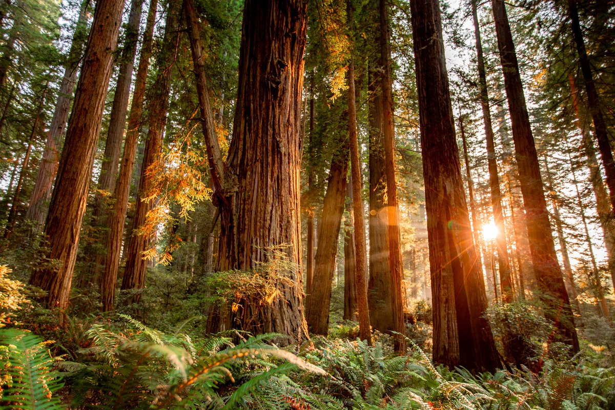 Looking for fun #SpringBreak activities? Consider dropping by the PG Library to pick up a Take-and-Make craft kit, focused on the flora and fauna of the Redwood Forest. Available April 4th-8th, between 10 am and 5 pm.