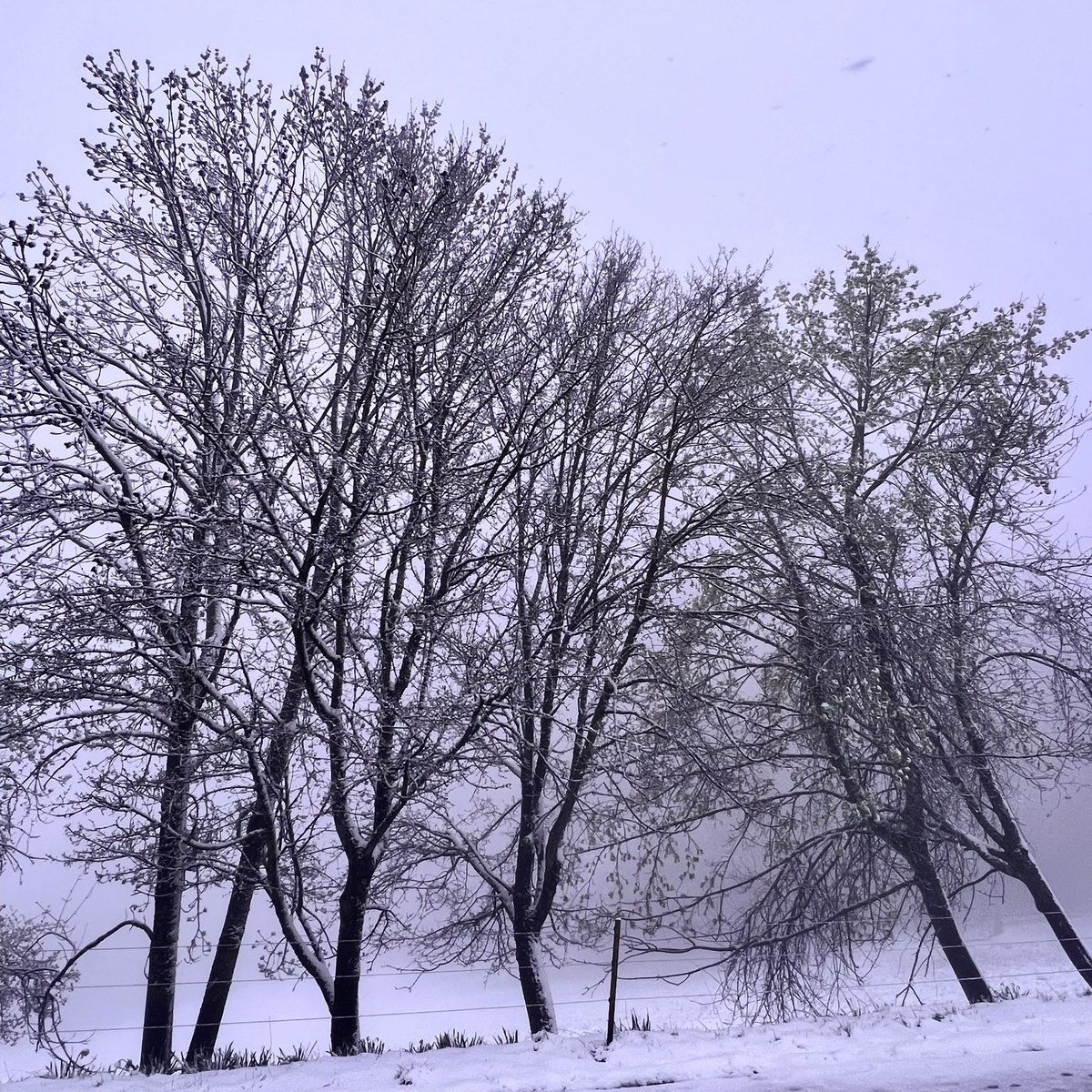 MeteoDreiland's tweet photo. #Bettingen #BS, #432m, 1. April 2022 - ein #Wintermärchen ❄️ im #Frühling 🌷mit #7cm fast pulvrigem #Neuschnee zur #Abendmessung um 18 UTC https://t.co/l8rNOFvJdR