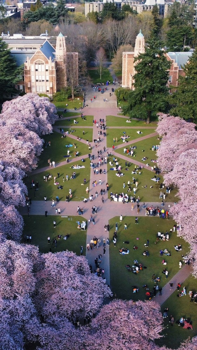 madebydevansh's tweet photo. spring has sprung in seattle https://t.co/RUm7QEqSwj