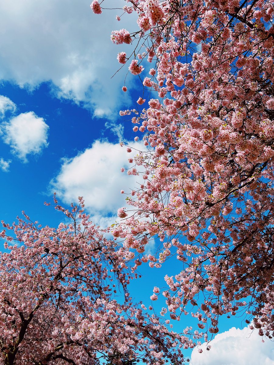 madebydevansh's tweet photo. spring has sprung in seattle https://t.co/RUm7QEqSwj