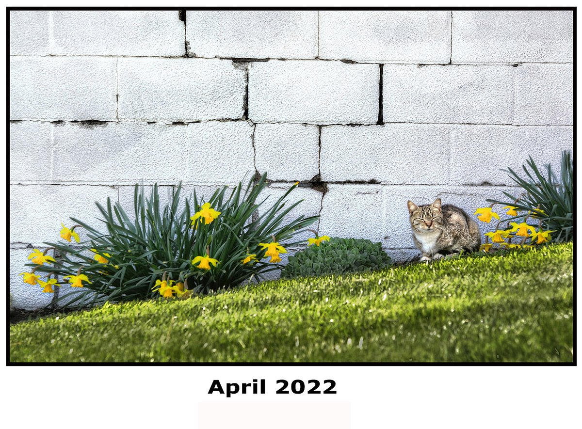 bilbowden's tweet image. Welcome April! Even barn cats are basking in the sun in early spring. This cat is 1 of 50 populating this Lancaster Co. farm. All have been 'fixed', fed twice a day and treated extremely well.  This weekend will provide more sun with temps in the mid-50s. @LancFarming #Cats