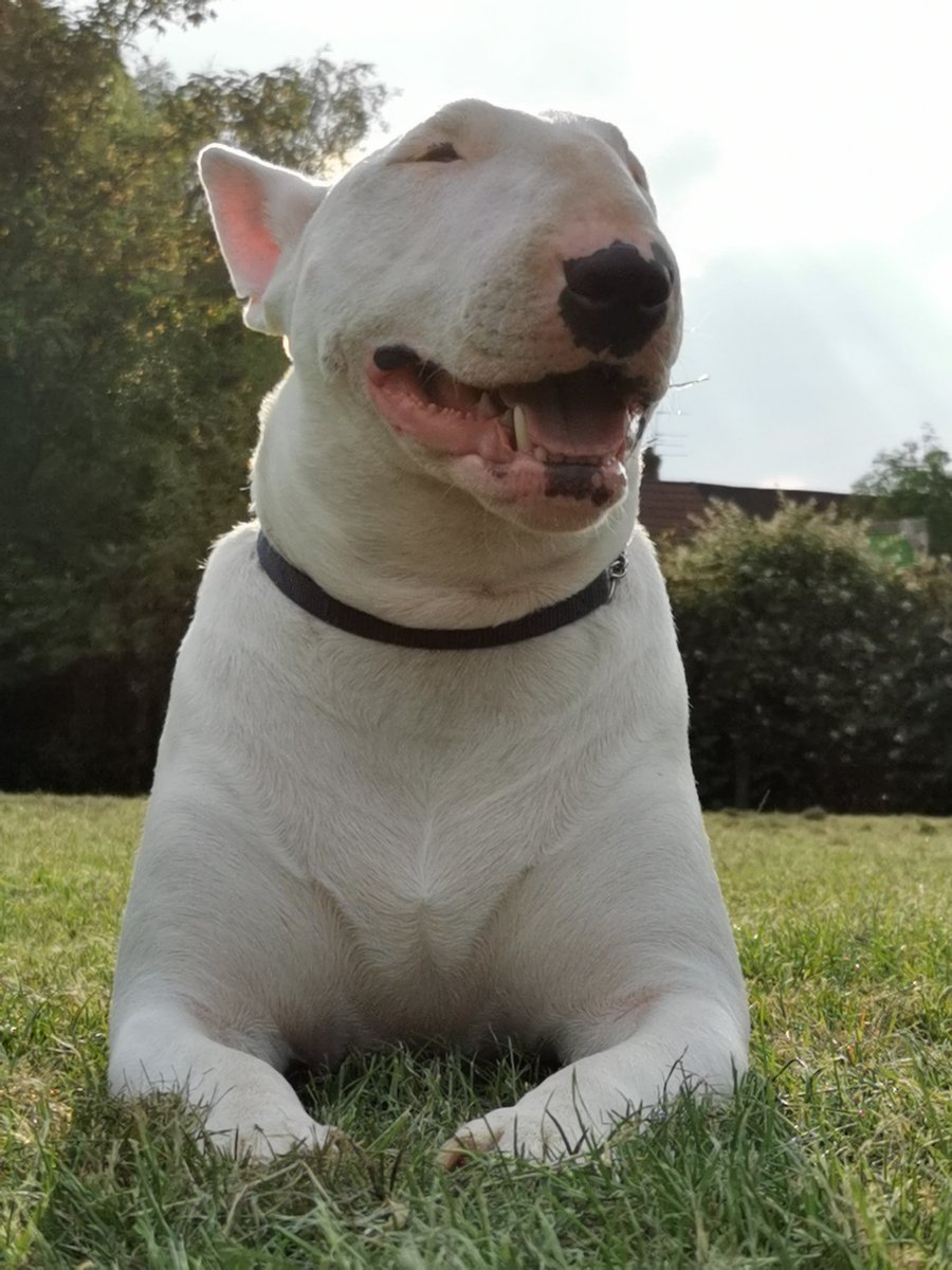 PaulMos02436367's tweet image. Happy Bull Terrier Day friends x