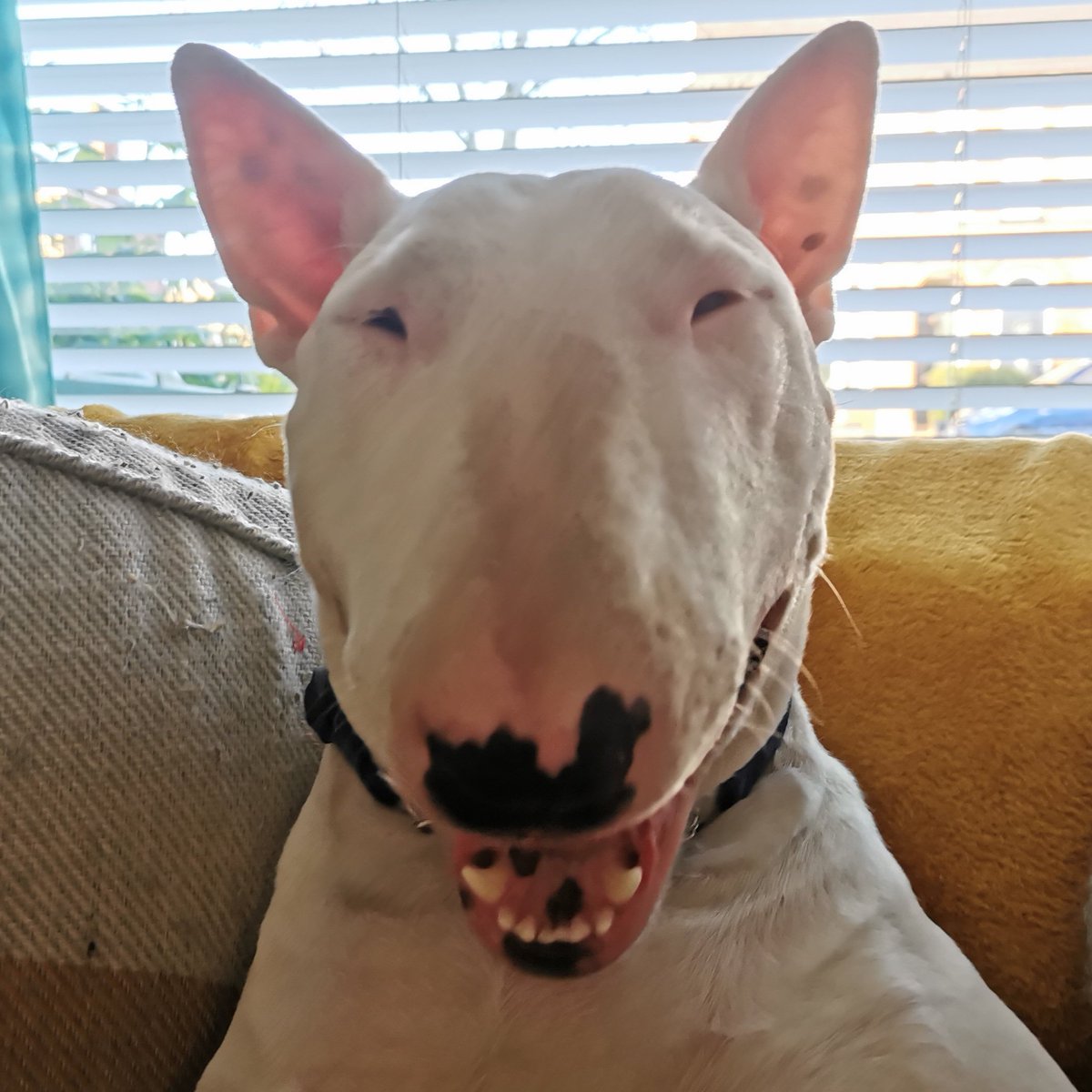 PaulMos02436367's tweet image. Happy Bull Terrier Day friends x