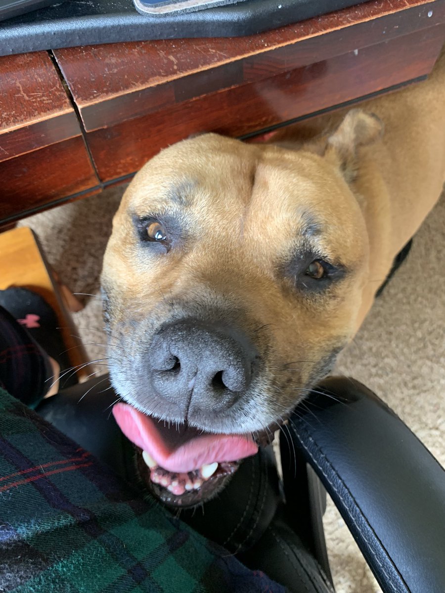 This is the snoring dog. His breath is terrible and he is loud when he eats, pants, and often, he drinks water and forgets to swallow it. And no, he doesn’t leave me alone. Not for a minute. Needless to say, we’re best friends.