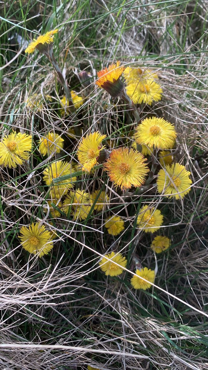 lisab20191's tweet image. Love these #coltsfoot #spring #springsurprise