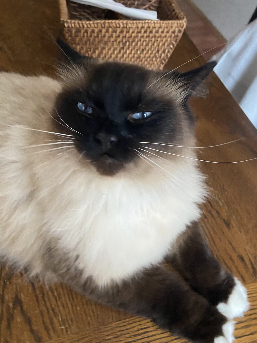 jacksonfunnycat's tweet photo. . @THETHINGOST Where is Greggy. I need the Greggy. Greggy now!!! https://t.co/MYrTXZIbw4