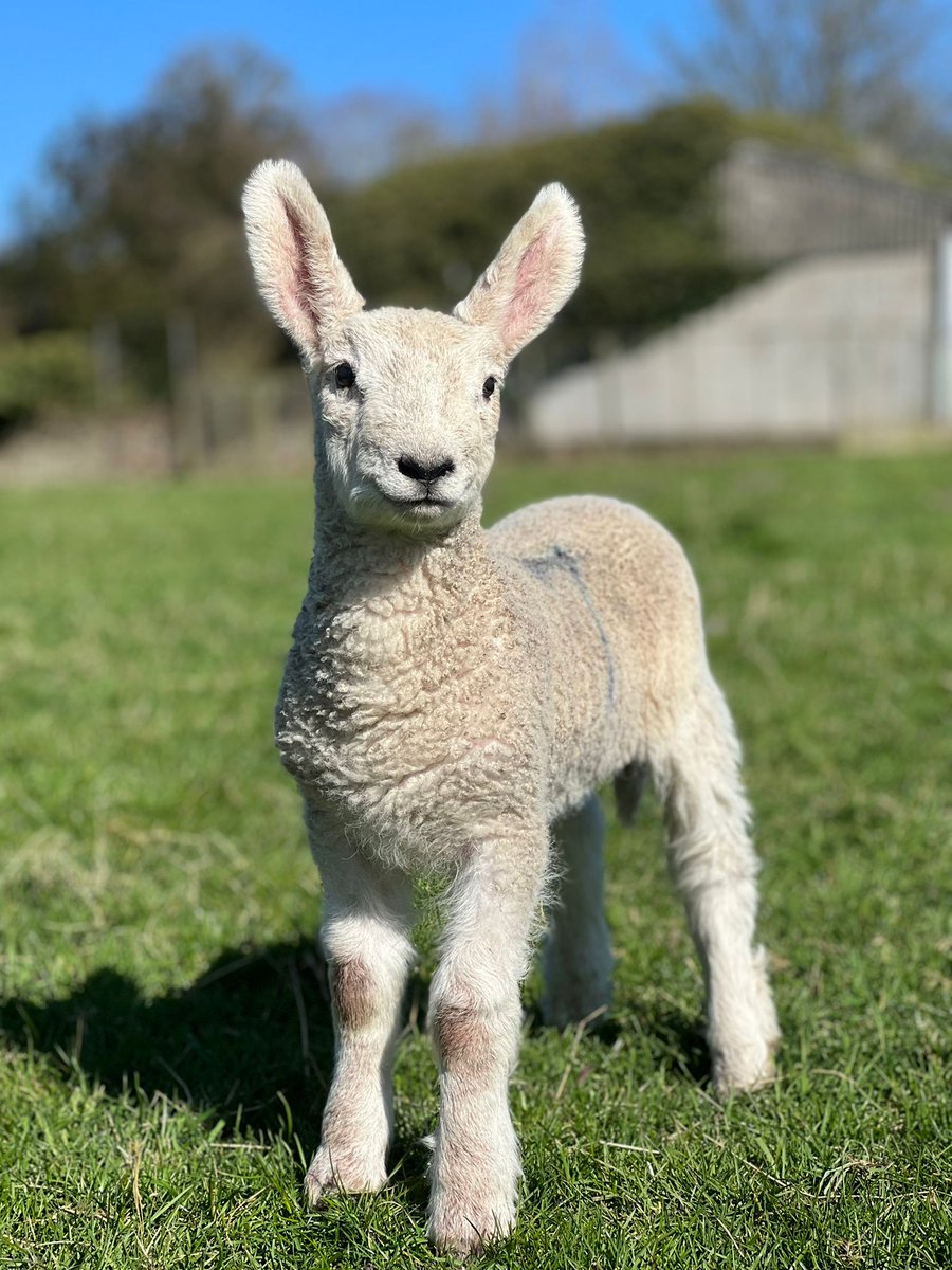 ChurchFarmStays's tweet photo. Lambs now out in the field soaking up at bit of Spring Sunshine 🌞 

#lambing #lambs #familyfarm #ruralretreat #luxuryfarmstay #rural #natural  #relax #rest #oxfordshire #selfcatering #countryliving #countryside #timetoexplore #freshair #countrywalks #staycay #vacay #getaway https://t.co/4B18UYMcBN