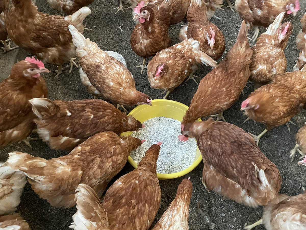 JoliesRousses's tweet image. 🎥 « Toujours là! Pour le moment… », nouvelle vidéo sur les informations (non exhaustives !) que nous avons obtenues depuis les annonces de « dépeuplement ». La #grippeaviaire continue son avancée en #Vendée et dép limitrophes. Croisons les doigts 🤞🏻 

🎥youtu.be/uXEz5ScMCwg