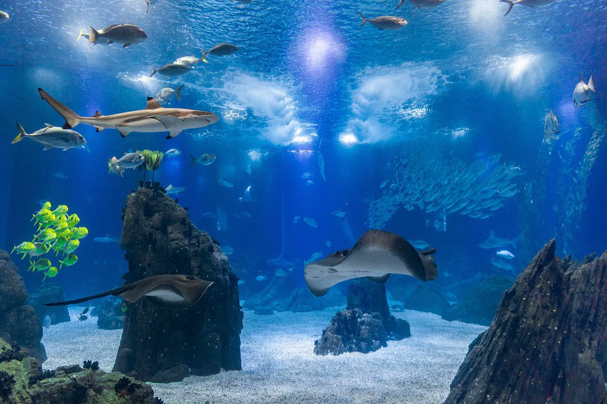 alentejo_1970's tweet photo. Marine animals, dinosaurs and the country in miniature: there are many activities perfect for children from north to south of #Portugal 

#Oceanário #Lisboa
#DinoParque #Lourinhã
#PortugaldosPequenitos #Coimbra 
#WorldofDiscoveries #Porto https://t.co/8cjfcTLoKn