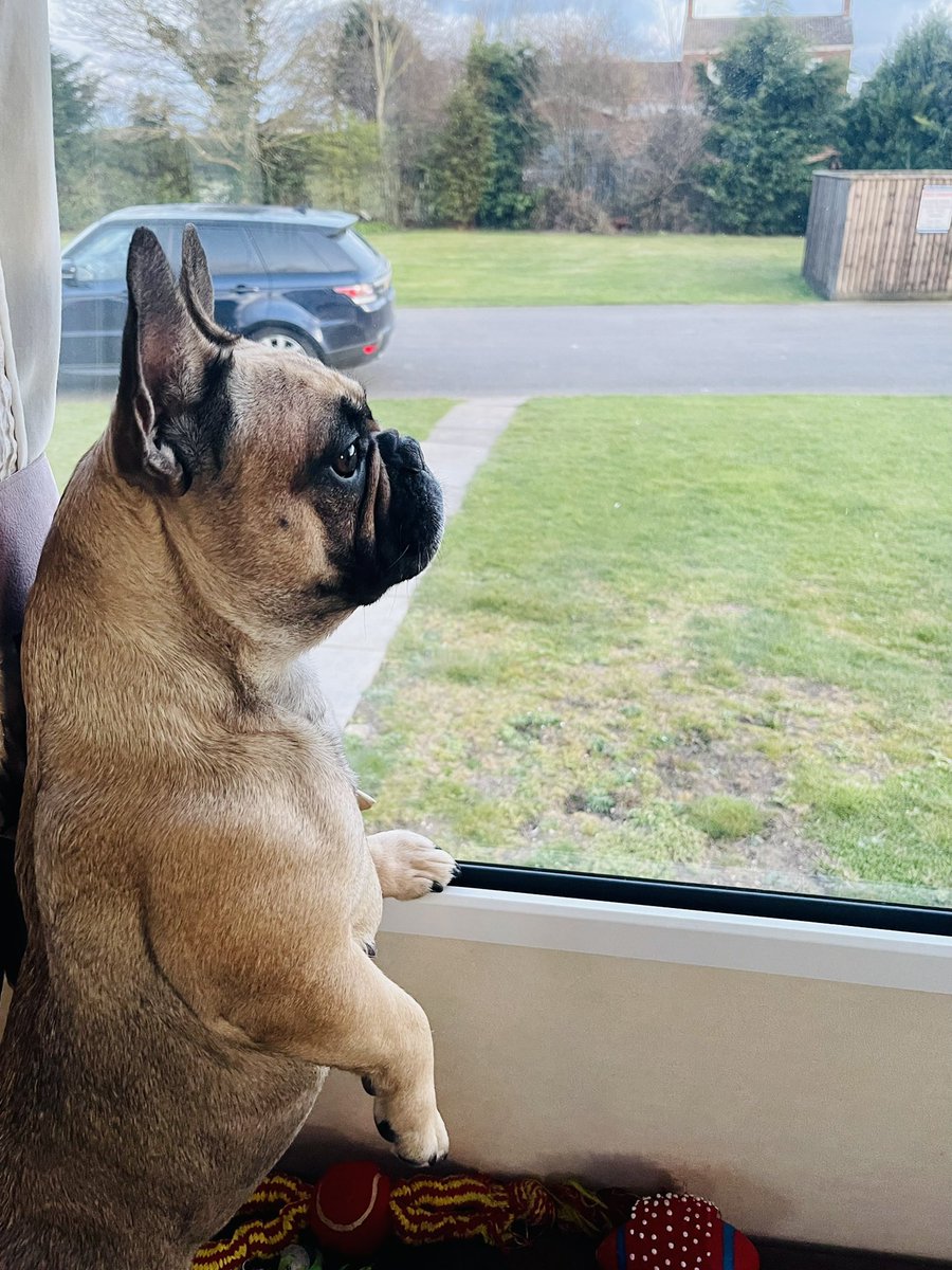 Manor_HT's tweet photo. #happydog #holidays #caravantime https://t.co/QMFET25ROD