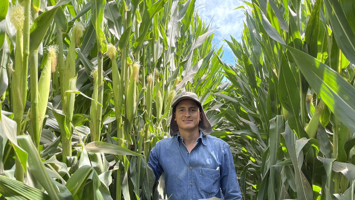 nalolugo's tweet photo. MAÍZ AMARILLO EN SIEMBRA DIRECTA + RIEGO POR GOTEO 🌽

¡Intentaremos llegar a los 18,000 kg/ha!

Esto lo hago pa’ divertirme, pa’ divertirme, pa’ divertirme🎶

📍Culiacán, México https://t.co/utkr43l8vQ
