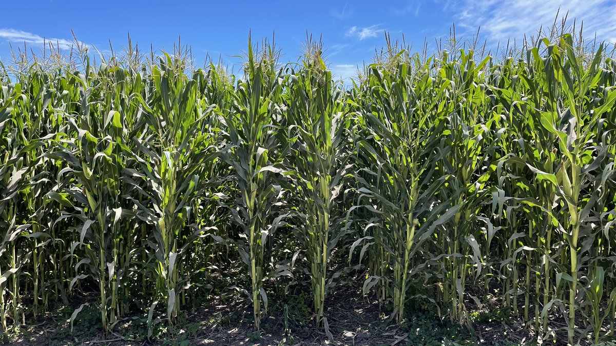 nalolugo's tweet photo. MAÍZ AMARILLO EN SIEMBRA DIRECTA + RIEGO POR GOTEO 🌽

¡Intentaremos llegar a los 18,000 kg/ha!

Esto lo hago pa’ divertirme, pa’ divertirme, pa’ divertirme🎶

📍Culiacán, México https://t.co/utkr43l8vQ