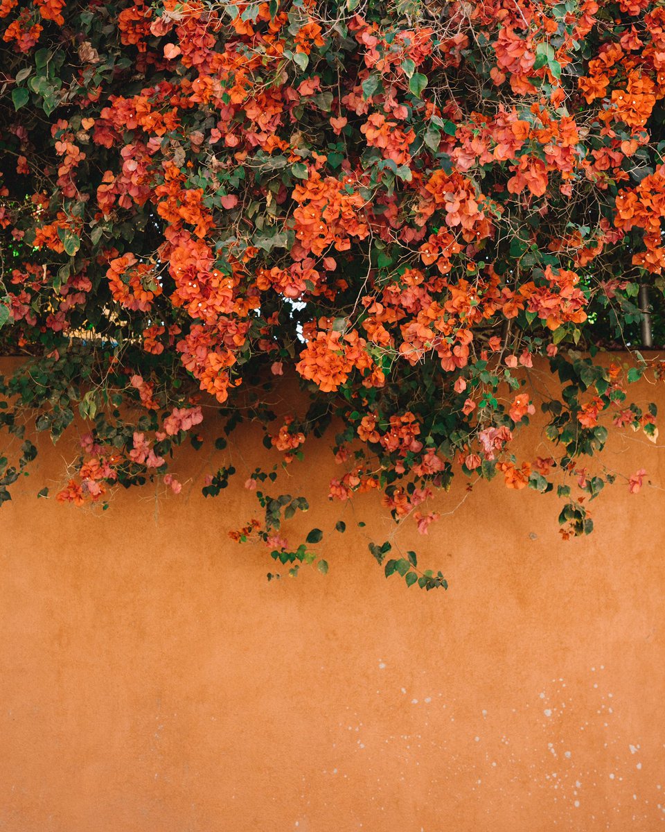 britalamillo's tweet photo. To say I was obsessed with the bougainvillea is an understatement. 🌿

#méxico #mexican #mexicanculture #heritage #color #colortheory #nft #NFTphotographers #travel #travelphotography #travelphotographer https://t.co/4MYJ57BCx6