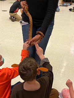 CREC_Reggio's tweet photo. Our Kindergarten classes were able to end the day with a special visit from the Roaring Brook Nature Center. They were able to see several animals and creatures. We are so grateful to have had this experience and to learn more about the animals around us. Thank you Roaring Brook! https://t.co/I5yQfAD8xP