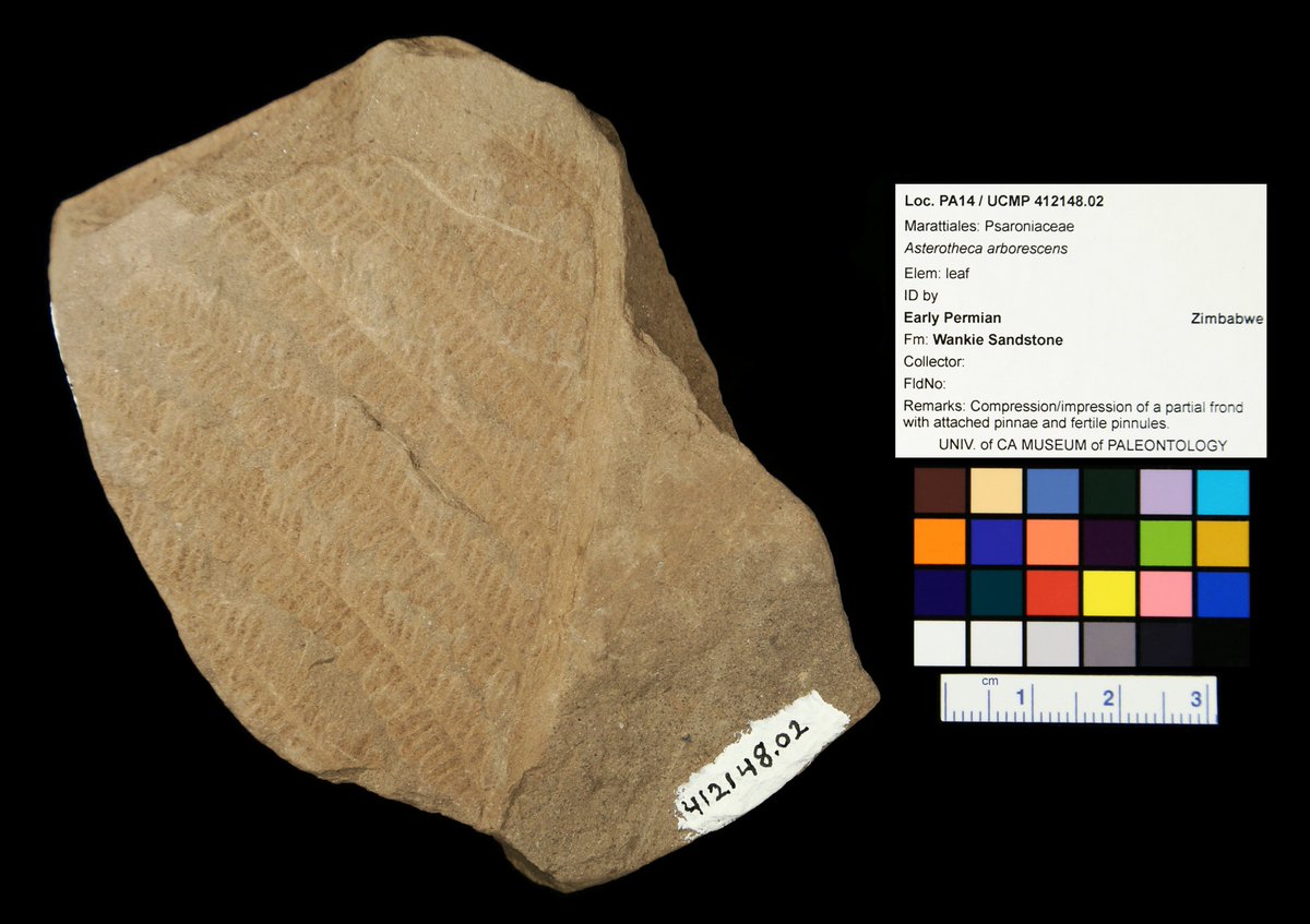 pterido_TCN's tweet photo. Happy #FossilFriday #FernFriday! Asterotheca arborescens from the Permian of Zimbabwe, Africa @ucmpberkeley. #fossil #paleontology #digitization https://t.co/lkV1z2dtgs