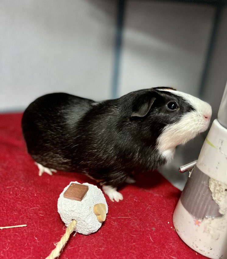 I’ve Pet That Cat tweet media