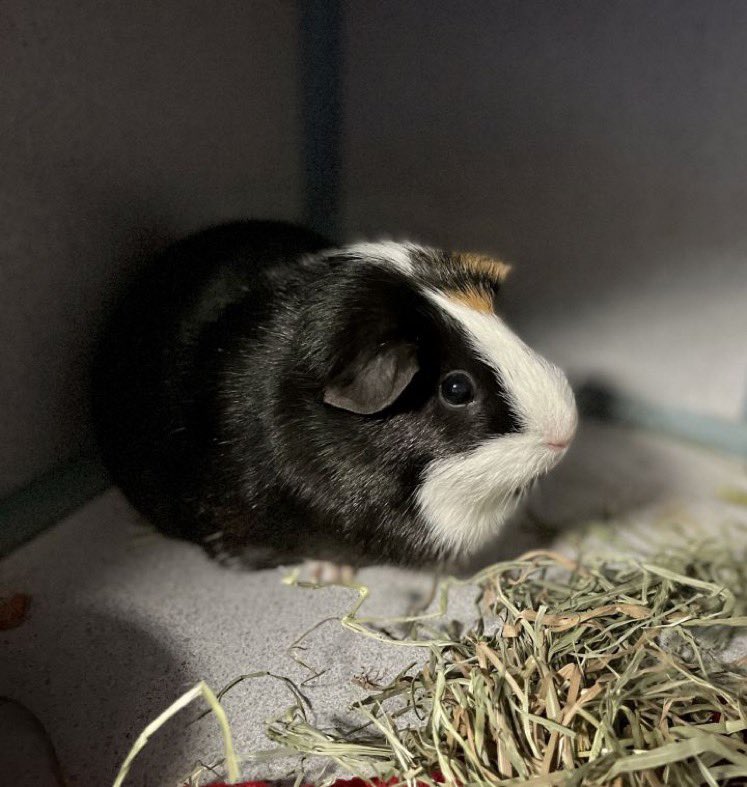 I’ve Pet That Cat tweet media