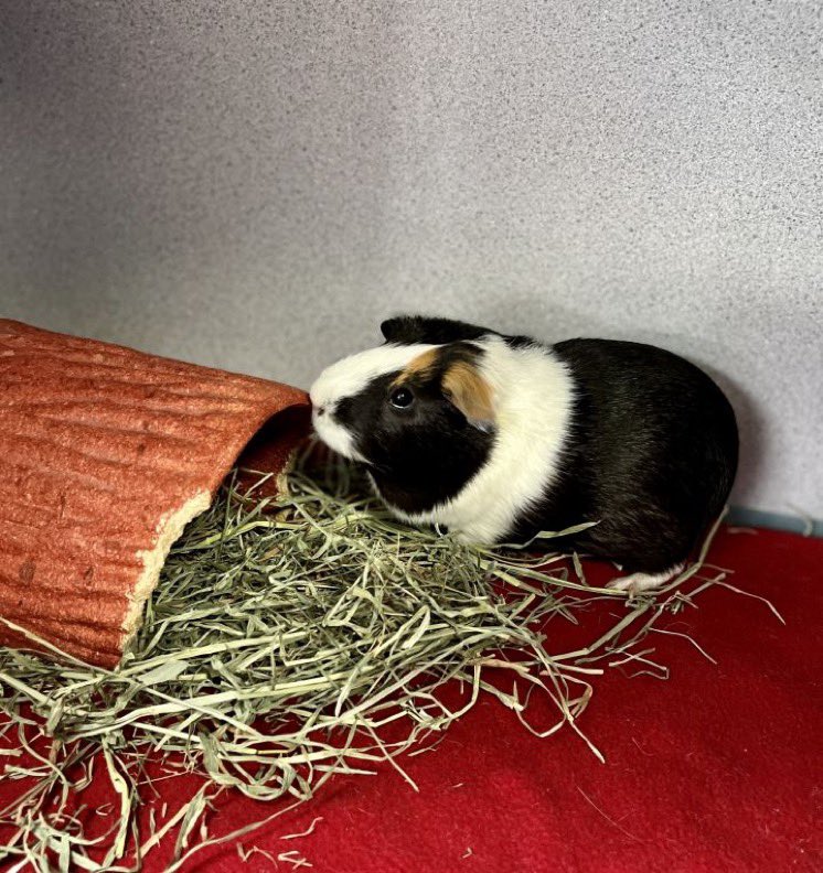 I’ve Pet That Cat tweet media