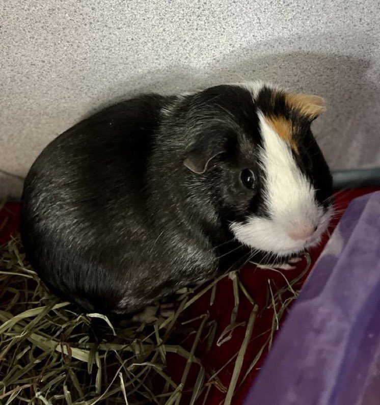 I’ve Pet That Cat tweet media